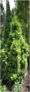 Ель обыкновенная Пигмея  Picea abies 'Pygmaea'